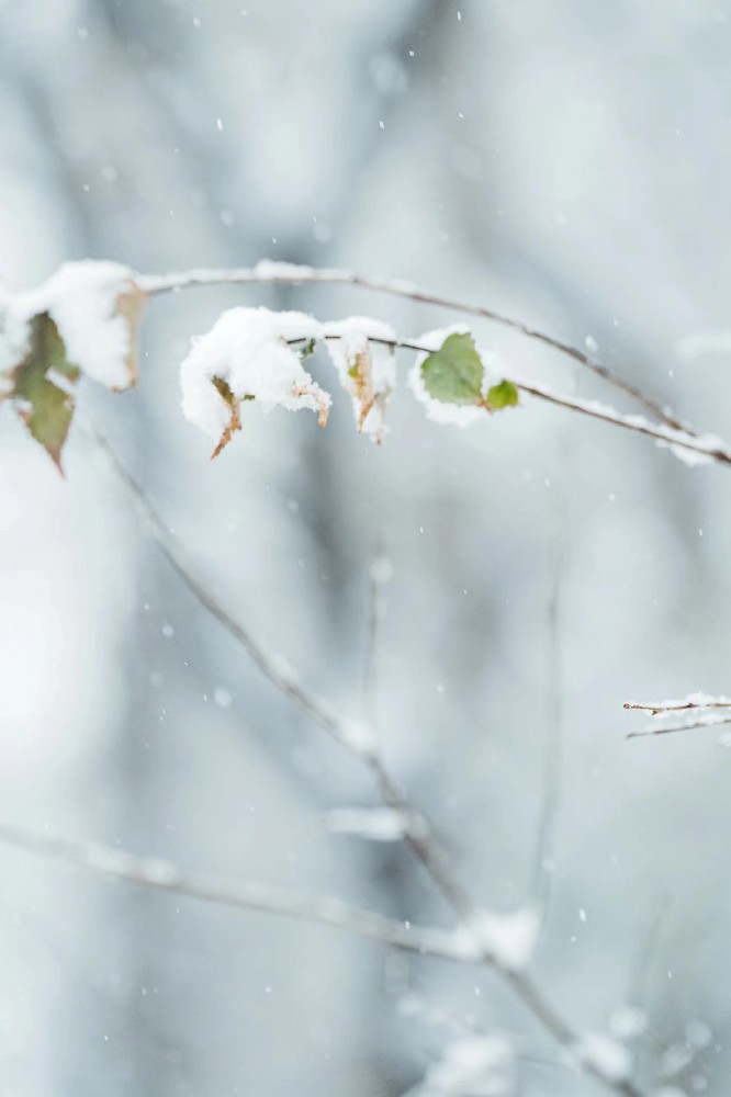 大雪——探索大雪节气的奥秘